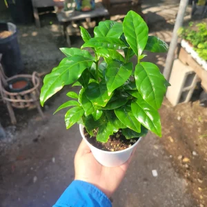 Arabica Coffee Live Plant – 4 inch Pot – Indoor Houseplant – Coffee Bean Plant - Image 3