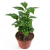 Arabica Coffee Plant - 4 inch Potted Live Plant - Indoor Houseplant - Image 1