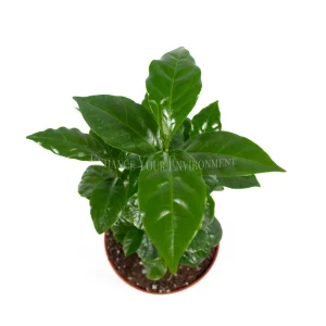 Arabica Coffee Plant - 4 inch Potted Live Plant - Indoor Houseplant - Image 2
