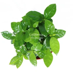 Arabica Coffee Plant Live - 6 inch Pot - Indoor Coffee Tree - Image 2