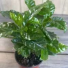 Arabica Coffee Plant - Live Indoor Houseplant - 4 inch Pot - Image 1