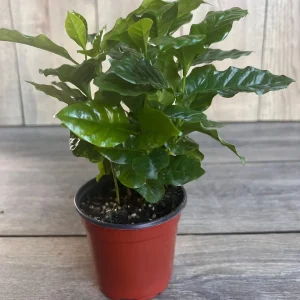 Arabica Coffee Plant - Live Indoor Houseplant - 4 inch Pot - Image 4