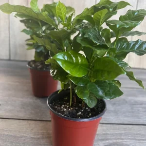 Arabica Coffee Plant - Live Indoor Houseplant - 4 inch Pot - Image 5