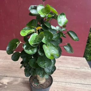 Aralia Fabian Stump Live Plant – 6 inch Pot – Indoor Houseplant - Image 3