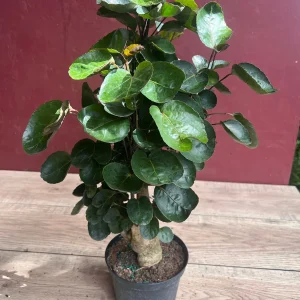 Aralia Fabian Stump Live Plant – 6 inch Pot – Indoor Houseplant - Image 5