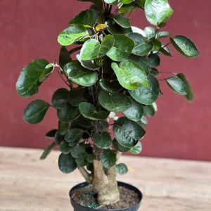 Aralia Fabian Stump Live Plant – 6 inch Pot – Indoor Houseplant - Image 7