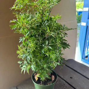 Aralia Ming Live Plant 6 inch Pot - Edible Variegated Foliage Indoor - Image 4