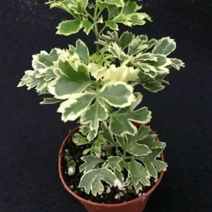 Aralia Ming Live Plant 6 inch Pot - Edible Variegated Foliage Indoor - Image 6