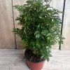 Aralia Parsley Live Plant - Polyscias fruticosa in 6 Inch Pot - Indoor/Outdoor Tropical Foliage - Image 1