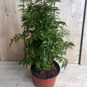 Aralia Parsley Live Plant - Polyscias fruticosa in 6 Inch Pot - Indoor/Outdoor Tropical Foliage - Image 2
