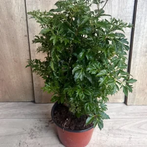 Aralia Parsley Live Plant - Polyscias fruticosa in 6 Inch Pot - Indoor/Outdoor Tropical Foliage - Image 1