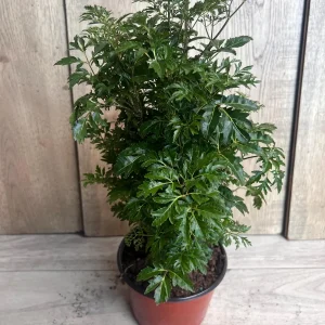 Aralia Parsley Live Plant - Polyscias fruticosa in 6 Inch Pot - Indoor/Outdoor Tropical Foliage - Image 4