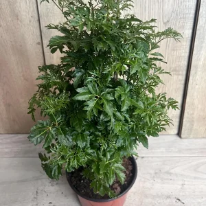 Aralia Parsley Live Plant - Polyscias fruticosa in 6 Inch Pot - Indoor/Outdoor Tropical Foliage - Image 7