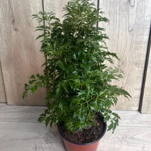 Aralia Parsley Live Plant - Polyscias fruticosa in 6 Inch Pot - Indoor/Outdoor Tropical Foliage - Image 8