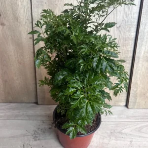 Aralia Parsley Live Plant - Polyscias fruticosa in 6 Inch Pot - Indoor/Outdoor Tropical Foliage - Image 9