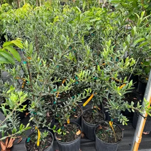 Arbequina Olive Tree Live Plant - 1 Gallon Pot, 2-3 Feet Tall - Image 2