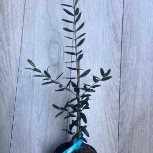 Arbequina Olive Tree Live Plant – Half Gallon Pot – Indoor/Outdoor - Image 3