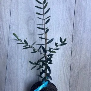 Arbequina Olive Tree Live Plant – Half Gallon Pot – Indoor/Outdoor - Image 5