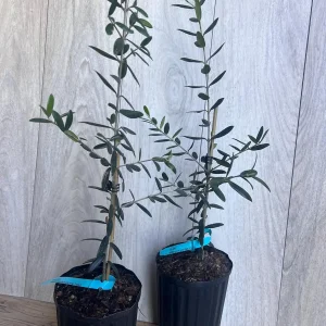 Arbequina Olive Tree Live Plant – Half Gallon Pot – Indoor/Outdoor - Image 7
