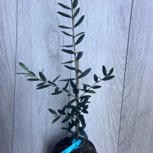 Arbequina Olive Tree Live Plant – Half Gallon Pot – Indoor/Outdoor - Image 8