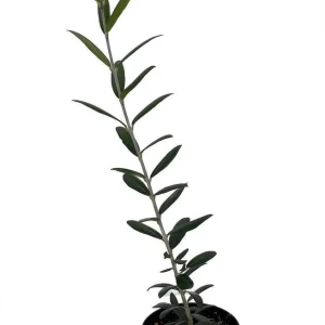 Arbequina Olive Tree - Live Plant - Olea europaea - 4 inch Pot - Image 1