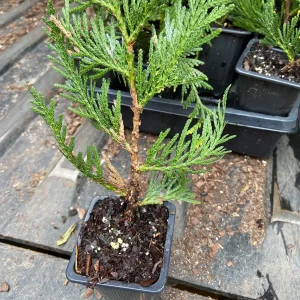 Arborvitae Green Giant Thuja Plicata Live Plant 12-18