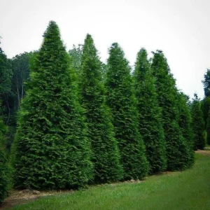 Arborvitae Green Giant Thuja Plicata Live Plant - 2.5 inch Pot, 6-12