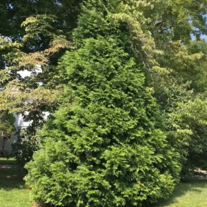Arborvitae Green Giant Thuja Plicata Live Plant - 2.5 inch Pot, 6-12