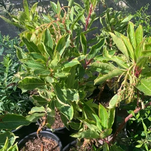 Arbutus 'Spring Frost' Live Plant - 1 Gallon Pot, 1 Foot Tall, Outdoor Shrub - Image 2