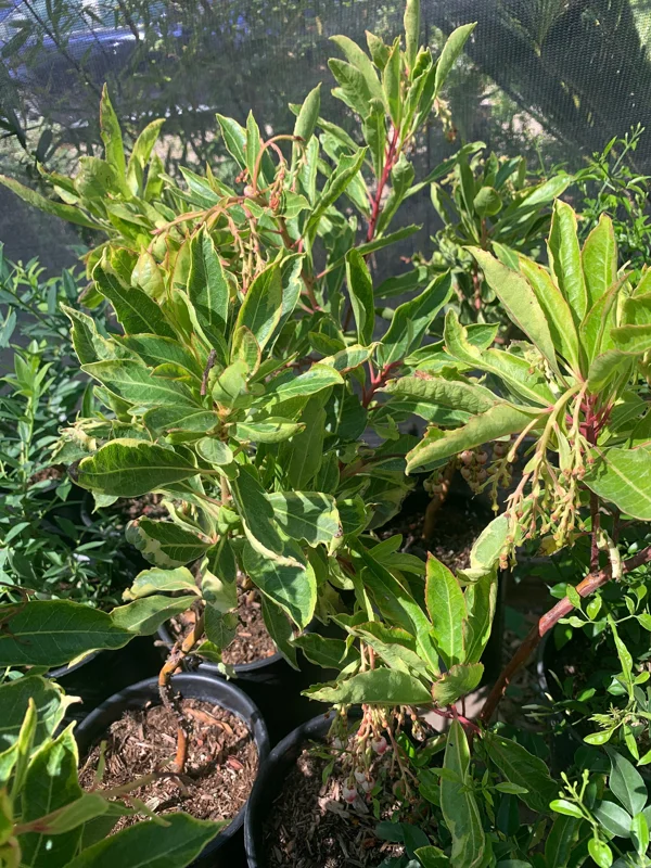 Arbutus 'Spring Frost' Live Plant - 1 Gallon Pot, 1 Foot Tall, Outdoor Shrub - Image 2