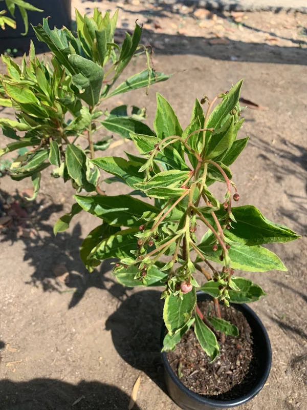 Arbutus 'Spring Frost' Live Plant - 1 Gallon Pot, 1 Foot Tall, Outdoor Shrub - Image 3