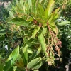 Arbutus 'Spring Frost' Live Plant - 1 Gallon Pot, 1 Foot Tall, Outdoor Shrub - Image 1
