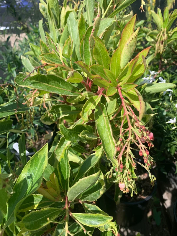 Arbutus 'Spring Frost' Live Plant - 1 Gallon Pot, 1 Foot Tall, Outdoor Shrub - Image 1