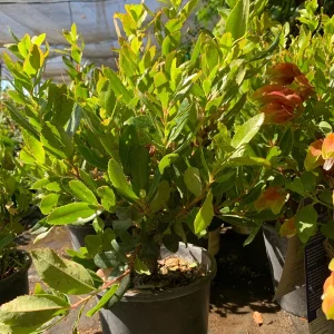 Arbutus Unedo Live Plant - Strawberry Tree 1 ft in 6 inch Pot, Outdoor - Image 2