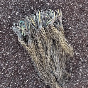 Archer Strawberry Bare Root Plants - June-Bearing, Sweet, Large Berries - Image 2