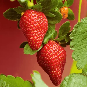 Archer Strawberry Bare Root Plants - June-Bearing, Sweet, Large Berries - Image 1