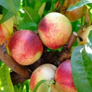 Arctic Jay Nectarine Tree Live Plant – 3-4 ft Tall in 3 Gallon Pot – Sweet White Flesh - Image 1