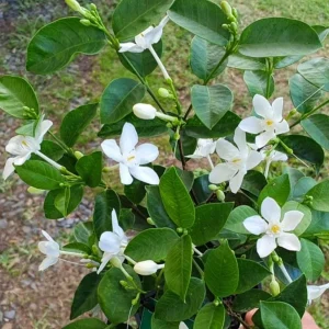 Arctic Snow Live Plant – Evergreen Flowering Shrub – 1 Gallon Pot – Outdoor - Image 2