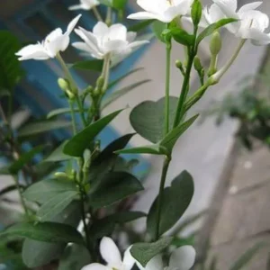 Arctic Snow Live Plant – Evergreen Flowering Shrub – 1 Gallon Pot – Outdoor - Image 3