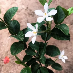 Arctic Snow Live Plant – Evergreen Flowering Shrub – 1 Gallon Pot – Outdoor - Image 1