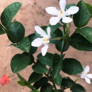 Arctic Snow Live Plant – Evergreen Flowering Shrub – Half Gallon Pot – Outdoor - Image 2