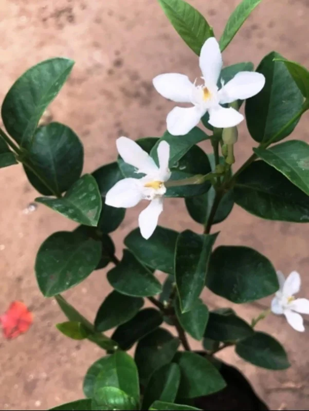 Arctic Snow Live Plant – Evergreen Flowering Shrub – Half Gallon Pot – Outdoor - Image 2