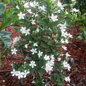 Arctic Snow Live Plant – Evergreen Flowering Shrub – Half Gallon Pot – Outdoor - Image 3