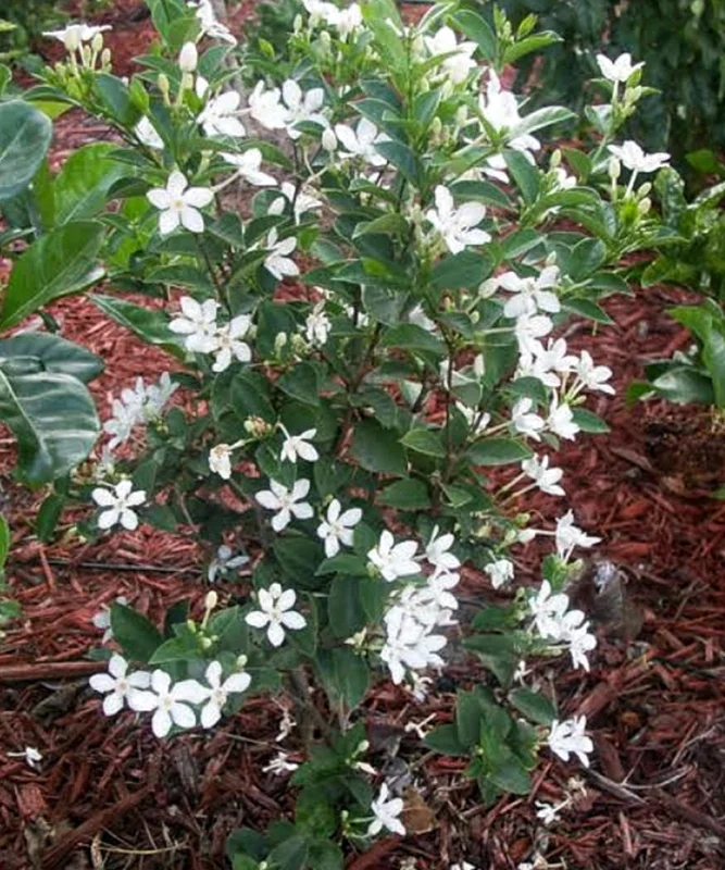 Arctic Snow Live Plant – Evergreen Flowering Shrub – Half Gallon Pot – Outdoor - Image 3