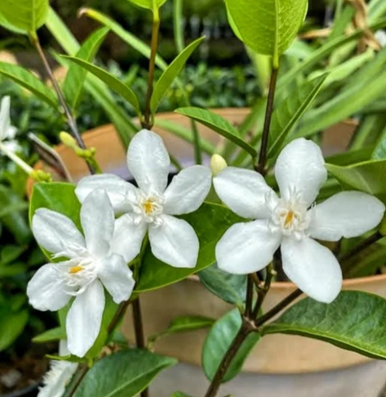 Arctic Snow Live Plant – Evergreen Flowering Shrub – Half Gallon Pot – Outdoor - Image 1