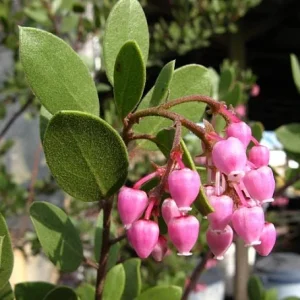 Arctostaphylos Bakeri 'Louise Edmunds' Manzanita Live Plant 1 Gallon Pot - Image 2