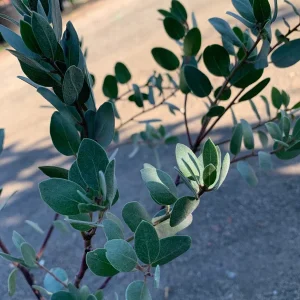 Arctostaphylos Bakeri 'Louise Edmunds' Manzanita Live Plant 1 Gallon Pot - Image 1
