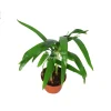 Areca Palm Live Plant (Golden Cane Palm) - 3 inch Pot Indoor - Image 1