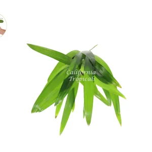 Areca Palm Live Plant (Golden Cane Palm) - 3 inch Pot Indoor - Image 2