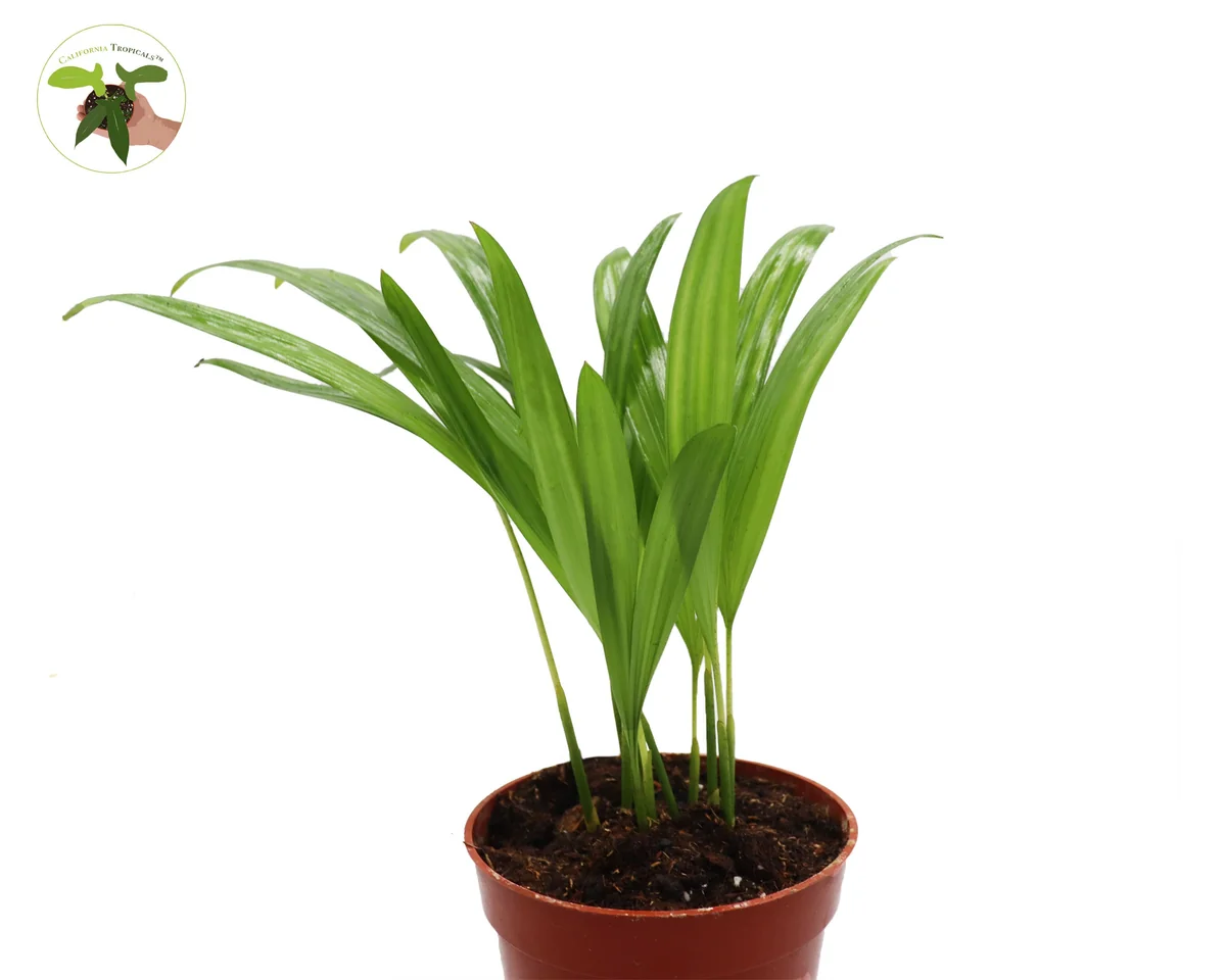 Areca Palm Live Plant - Golden Cane Palm - 4 inch Pot - Indoor Decor - Image 2